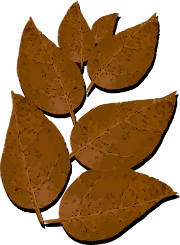 Stylized transparent leaf cluster illustration with veined design