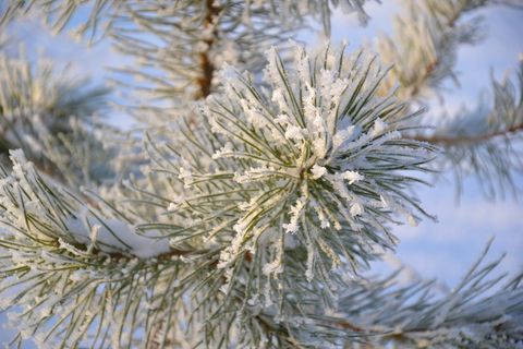 Frost-Covered Pine Needles in Morning Sunlight