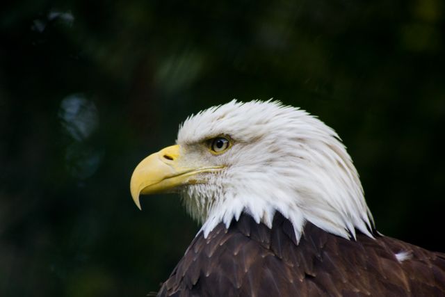 Profile of Majestic Bald Eagle with Intense Stare - Download Free Stock Photos Pikwizard.com