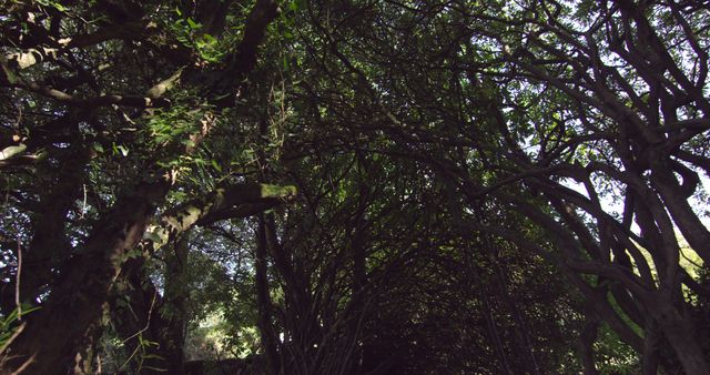 Dense Tree Canopy Creating Natural Tunnel - Download Free Stock Images Pikwizard.com