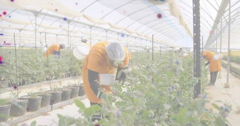 Workers harvesting blueberries in polytunnel greenhouse wearing orange shirts and hairnets