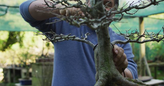 Caucasian male gardener taking care of bonsai tree at garden center - Download Free Stock Photos Pikwizard.com