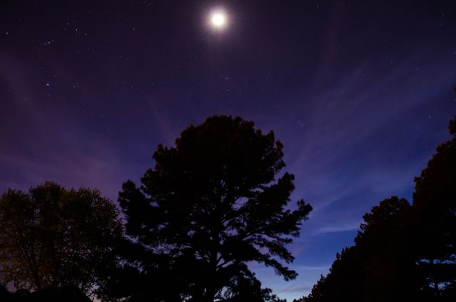 Moonlit Night Sky with Silhouetted Trees in Rural Landscape - Download Free Stock Photos Pikwizard.com