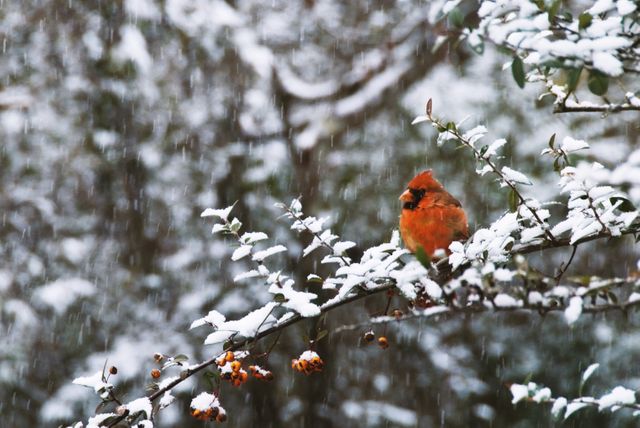 Northern cardinal perched on snow-covered branch during snowfall in winter scene. Ideal for use in nature presentations, wildlife photography collections, winter-themed greeting cards, or educational materials about bird species and winter environments.