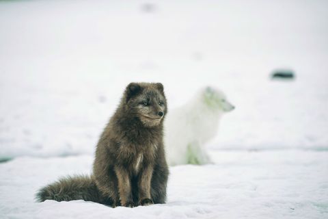 Arctic foxes resting together on snowy landscape