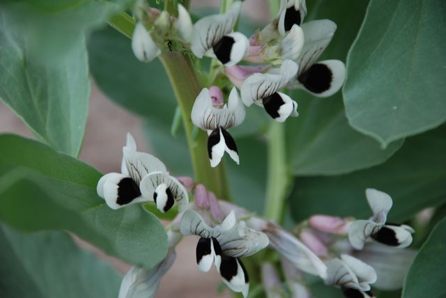 Close-up showcasing broad bean flowers with distinctive white petals and black markings against green leaves. Ideal for use in gardening blogs, agricultural articles, and nature-themed designs emphasizing spring and horticulture.