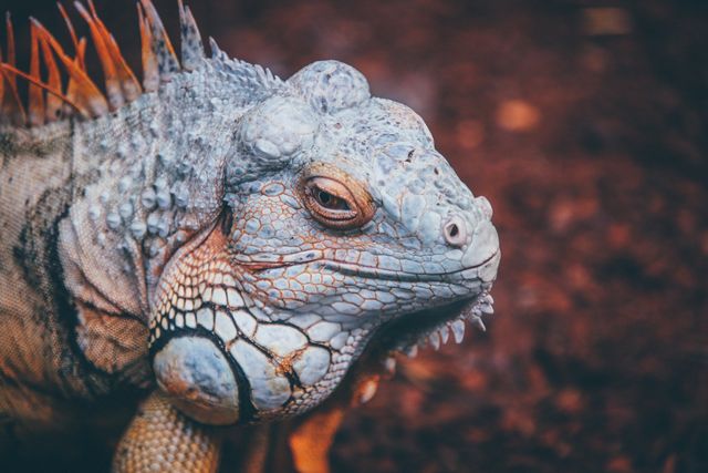 Featuring a vivid close-up of an iguana, this image emphasizes the intricate scales, vibrant colors, and textured skin of a reptile in its natural habitat. Ideal for nature and wildlife articles, educational content, or exotic animal promotions. This image highlights biodiversity and the beauty of tropical reptiles.