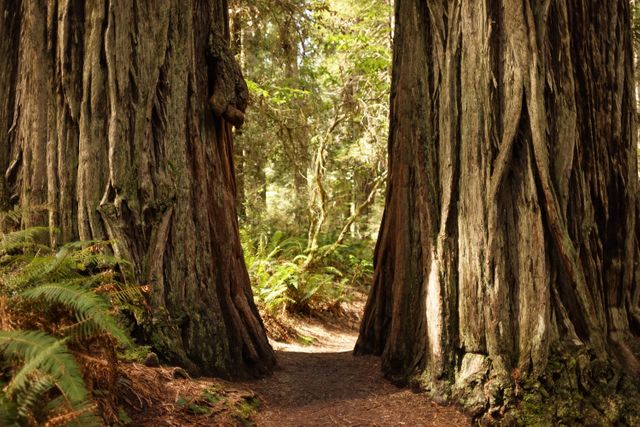 Scene between towering redwood trees on forest trail with light filtering through canopy. Ideal for promotion of outdoor activities, nature reserves, and conservation initiatives. Perfect for travel blogs, environmental campaigns, and hiking guides highlighting serene natural beauty and exploration.