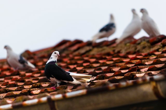 Group of pigeons perched on a red tile rooftop on an overcast day. Ideal for illustrating urban wildlife, nature observation, or articles relating to bird watching. Can be used in blogs, educational materials, and environmental signage.