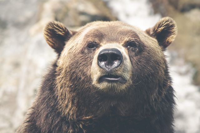 A detailed close-up of a massive brown bear with a focus on its face. This can be suitable for wildlife documentaries, educational materials, nature enthusiast blogs, or projects emphasizing the majesty and raw power of wildlife. Perfect for promoting wildlife conservation initiatives or creating stunning nature-themed art prints.