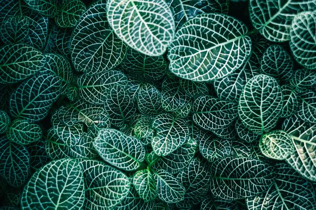 Lush green leaves with intricate vein patterns, showcasing the beauty of nature, perfect for use in nature-themed prints, backgrounds, wallpapers, gardening blogs, and environmental awareness campaigns.