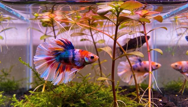 Swimming colorful betta fish displaying flowing fins in lush planted aquarium with moss