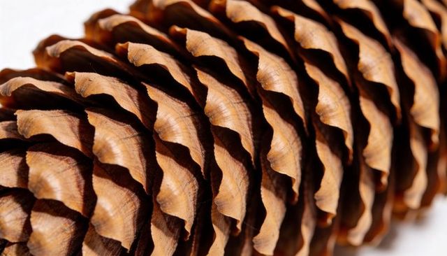 Close-up pine cone scales revealing curled ridged texture and warm woodgrain pattern