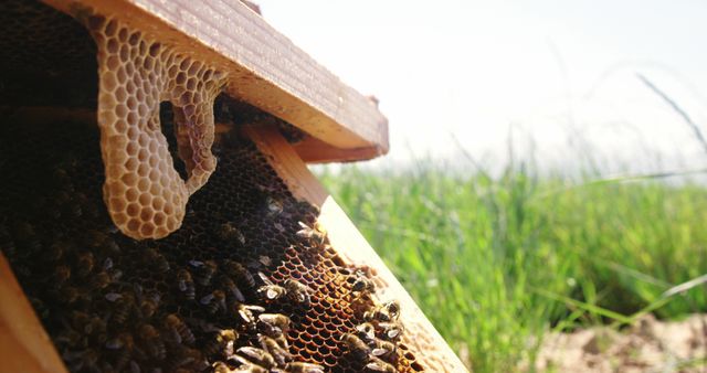 Bees Building Honeycomb in Wooden Hive Outdoors - Download Free Stock Images Pikwizard.com