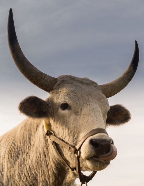 This image captures a majestic white bull, notable for its large curved horns, against an overcast sky. The bull has a leather harness around its muzzle and is licking its nose. Ideal for agricultural and rural life articles, educational materials about livestock, or promotional content for farming-related products.