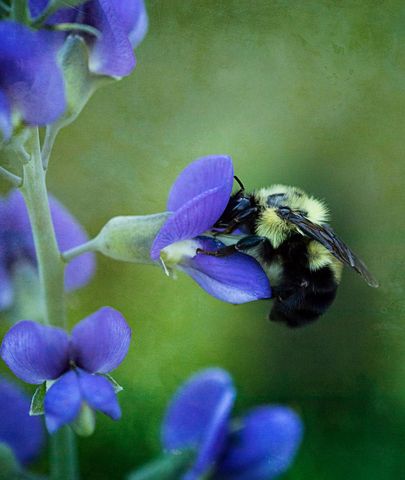 Bumblebee Pollination on Vibrant Blue Wildflower