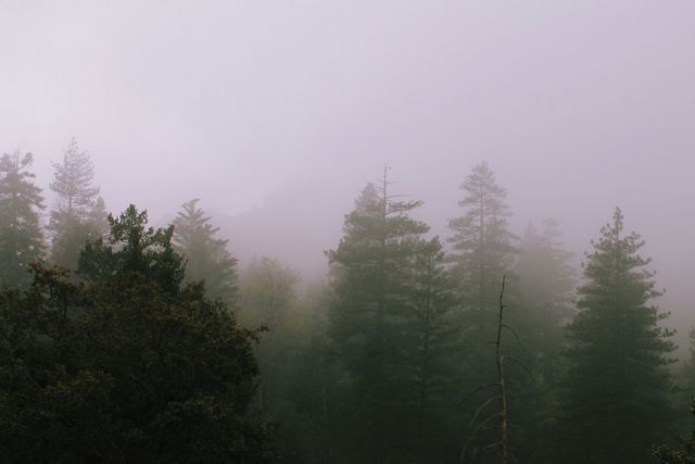 Mystical forest enveloped in heavy fog, with tall evergreen trees blending into the mist. Perfect for creating serene, atmospheric content. Ideal for use in nature or landscape designs, promoting relaxation, or conveying a sense of tranquillity and calm.