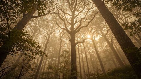 Misty woodland dawn with rising sun and tall trees