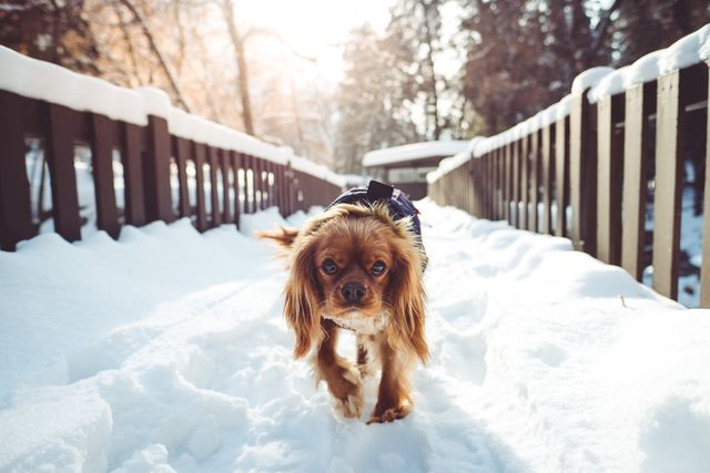 Cavalier King Charles Spaniel enjoying a walk on a snowy day in the forest. Ideal for use in pet care advertisements, winter-themed promotions, and animal lover's social media posts.