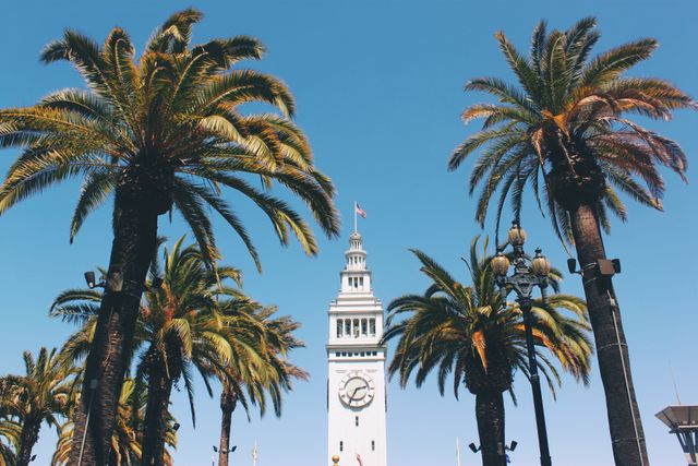 Tall palm trees beautifully framing a historic clock tower on a clear day with a blue sky. Ideal for travel brochures, city guides, tourism websites, and urban documentary features showcasing iconic landmarks and cityscapes.