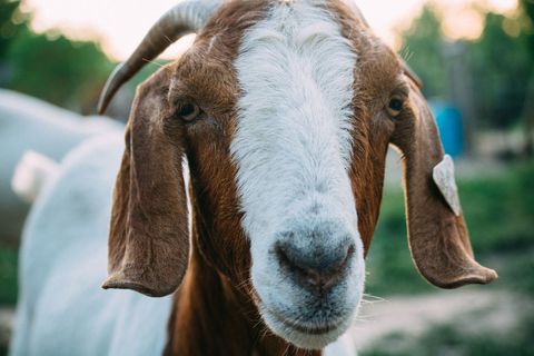 Close-Up of Goat in Pasture Morning Light