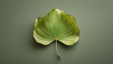Minimalist fan-shaped leaf with prominent venation on green surface