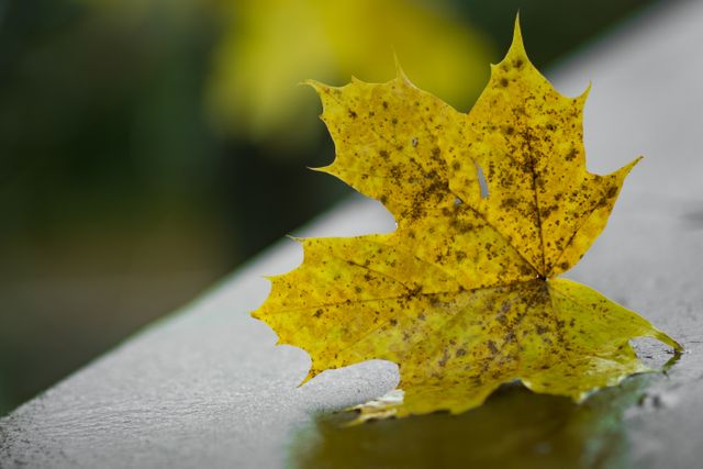 Image shows a yellow maple leaf lying on a wet surface with its reflection visible. This autumn-themed scene is useful for illustrating seasonal change, nature, and the beauty of fallen leaves. Perfect for use in nature blogs, seasonal marketing materials, background images, and educational content on plant biology.