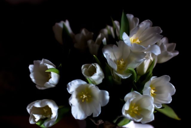 Image of white tulip flowers blooming against a dark background, emphasizing delicate petals and vibrant white color. Ideal for use in wedding invitations, romantic designs, floral advertisements and nature-themed projects.