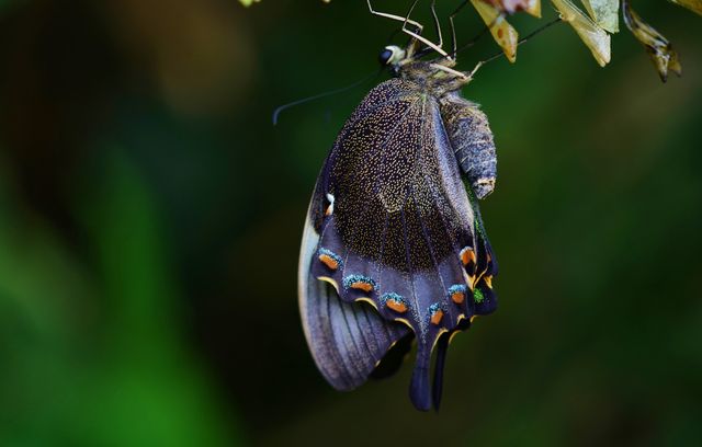 A close-up view of a beautiful butterfly resting on a leaf showcases the intricate patterns and vibrant colors on its wings. Ideal for use in nature-related content, blogs on wildlife, educational materials about insects, and promotion of eco-tourism or botanical gardens. Suitable for posters, calendars, or websites highlighting natural beauty and biodiversity.