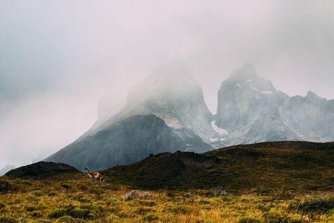 Misty Patagonia Mountains with Roaming Guanaco