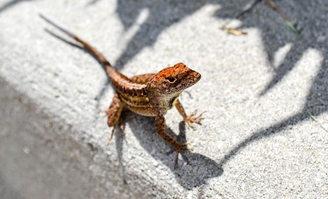 Lizard calmly sunbathing on warm concrete surface. Ideal for illustrating articles on urban wildlife, reptile behavior, or summertime nature scenes. Useful for educational materials about reptiles and ecosystems.