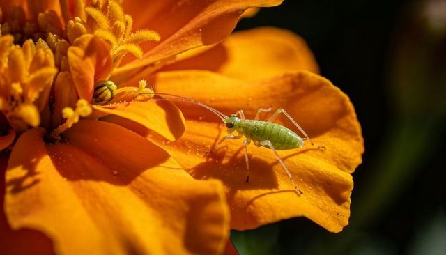 Perching green katydid nymph exploring vibrant orange marigold petal macro