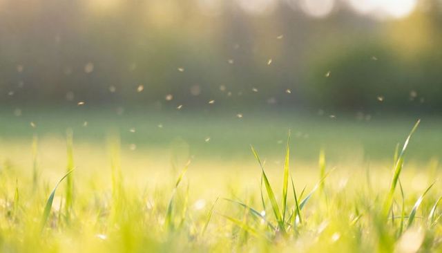 Sunlit grass blades glowing with drifting pollen in golden meadow low-angle view