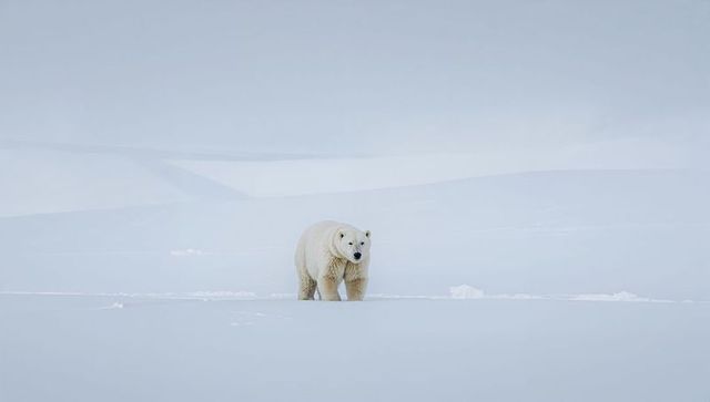 Polar bear standing on vast Arctic sea ice, minimalist winter landscape, solitary wildlife