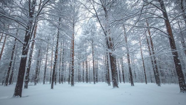 Snow-clad pine forest creating tranquil minimalist winter landscape of tall vertical trunks