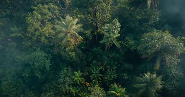 Ethereal Jungle View: Shifting Canopy in Morning Mist