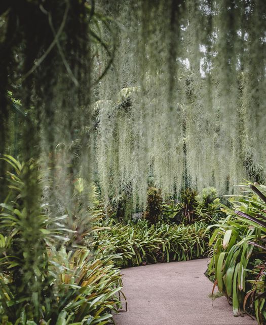 Lush garden pathway surrounded by tropical plants and hanging Spanish moss, creating a tranquil and scenic atmosphere. Ideal for use in gardening blogs, nature-themed articles, or decor inspiration websites showcasing peaceful garden settings.