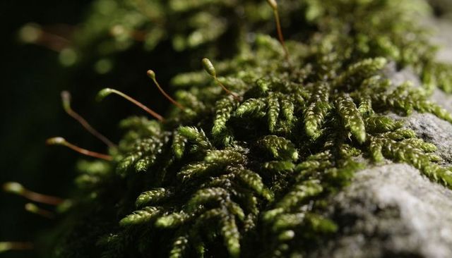 Macro moss on weathered rock with delicate sporophyte stalks in moody low light