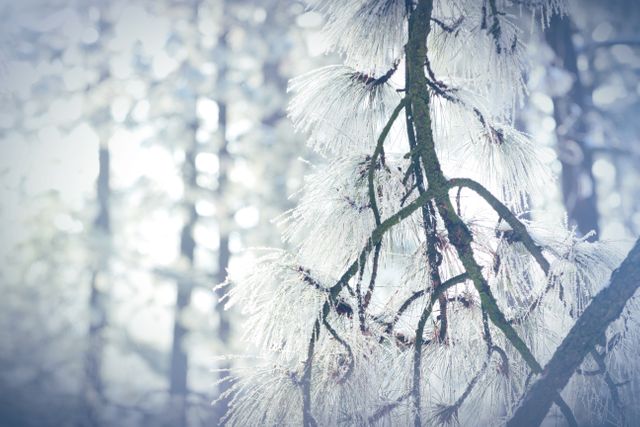 Snow-covered pine tree branch set against a serene winter forest backdrop. Perfect for winter holiday themes, nature and wildlife concepts, outdoor adventure promotions, and seasonal greeting card designs.