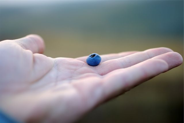 Single ripe blueberry resting in palm of person's hand, signifies focus on healthy eating, nature's bounty, and minimalism. Ideal for use in organic food blogs, healthy lifestyle articles, nutrition-focused content, and minimalist themed projects.