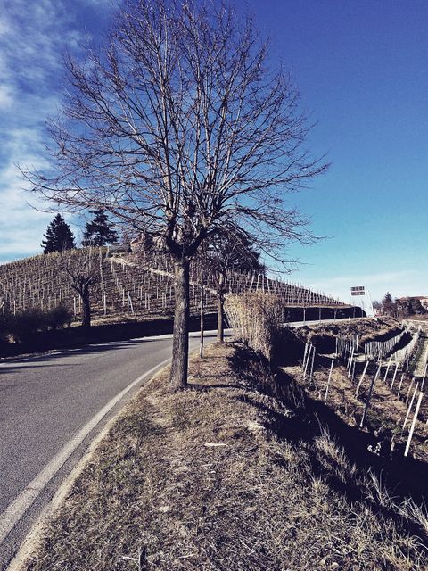 Bare Tree by Vineyard in Early Spring on Winding Road - Download Free Stock Images Pikwizard.com