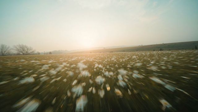 Swaying meadow carpeted with white seed heads at sunrise, motion blur across rolling hills