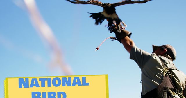 National Bird Day Embracing Falcon with Handler - Download Free Stock Images Pikwizard.com