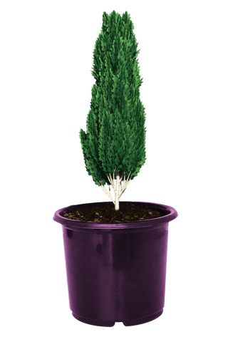 vibrant green plant in purple pot on transparent background - Download Free Stock Videos Pikwizard.com