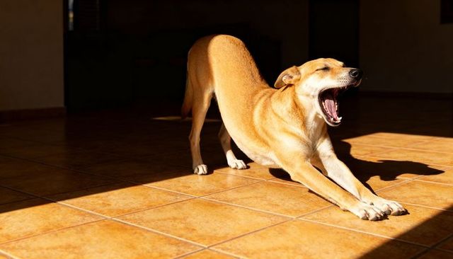 Tan dog stretching and yawning on sunlit terracotta tile floor casting long shadow