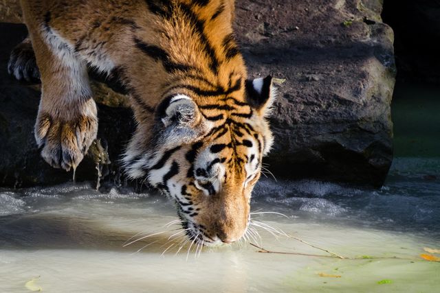Tiger drinking water in natural habitat - Download Free Stock Photos Pikwizard.com