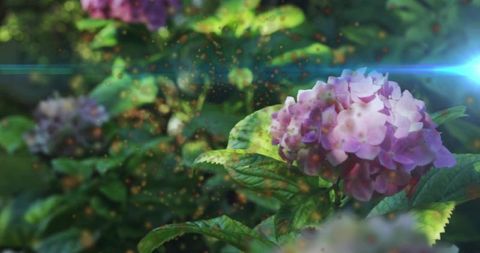 Vibrant Hydrangea Blooms with Sunlit Lens Flare and Pollen Particles