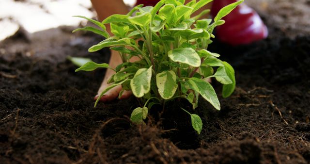 Hands are shown planting a young green plant in the soil, symbolizing growth and environmental care. Gardening activities like this emphasize the importance of nurturing nature and sustainability efforts.