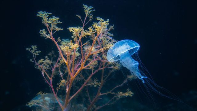 Ethereal Jellyfish Gently Drifting Near Coral in Ocean Glow