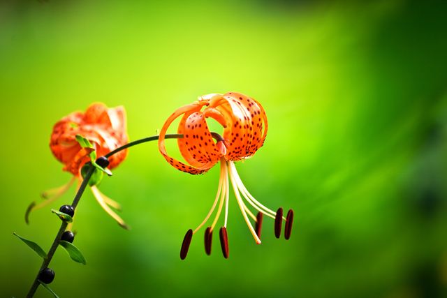 Close-up of Two Orange Tiger Lilies with Green Blurred Background - Download Free Stock Photos Pikwizard.com